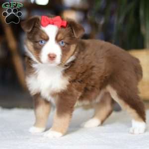 Eden, Miniature Australian Shepherd Puppy